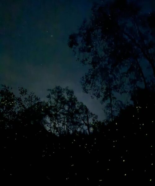 Bintan Firefly Night Tour (2) Bintan Firefly Night Tour (2)