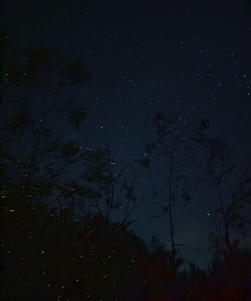 Bintan Firefly Night Tour (3) Bintan Firefly Night Tour (3)