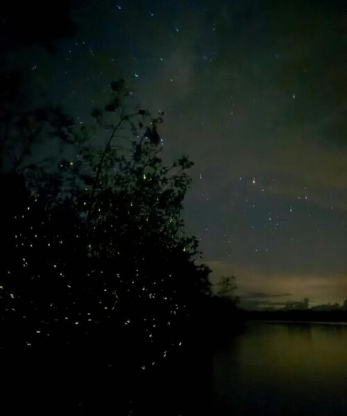 Bintan Firefly Night Tour (5) Bintan Firefly Night Tour (5)