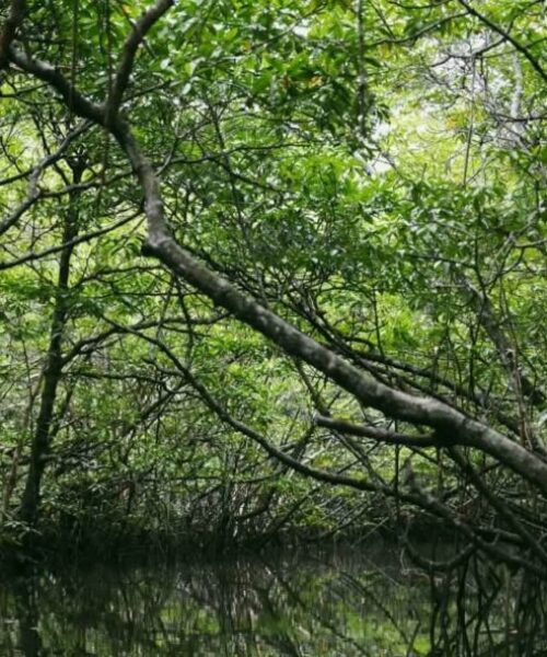 Bintan Mangrove Day Tour (2) Bintan Mangrove Day Tour (2)