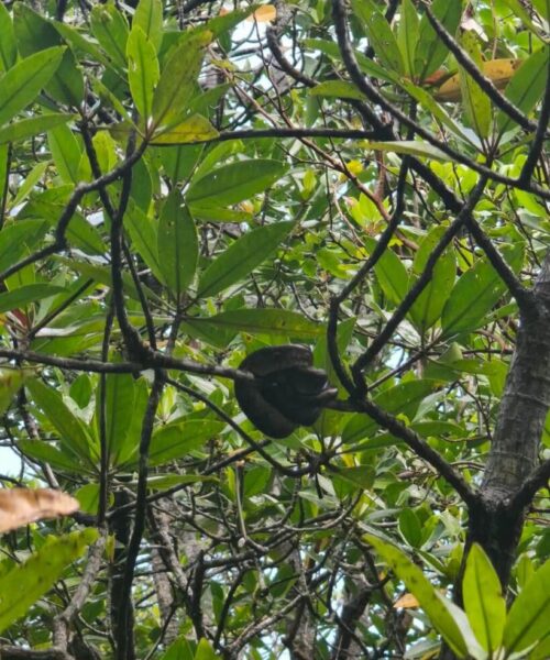 Bintan Mangrove Day Tour (3) Bintan Mangrove Day Tour (3)