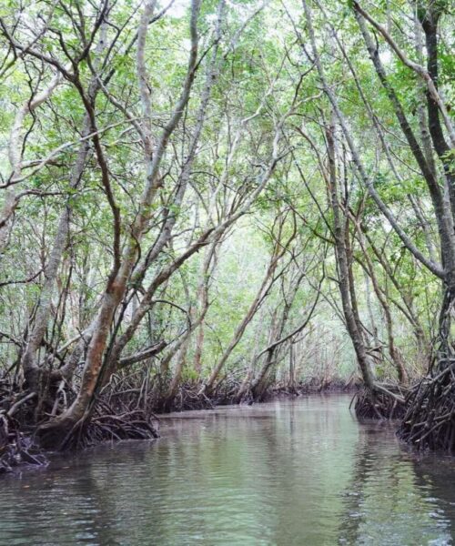 Bintan Mangrove Day Tour (5) Bintan Mangrove Day Tour (5)