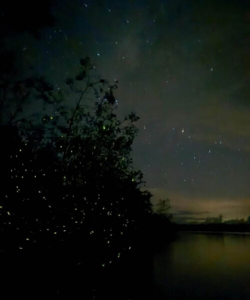 Bintan Mangrove, Sunset & Firefly (2) Bintan Mangrove, Sunset & Firefly (2)